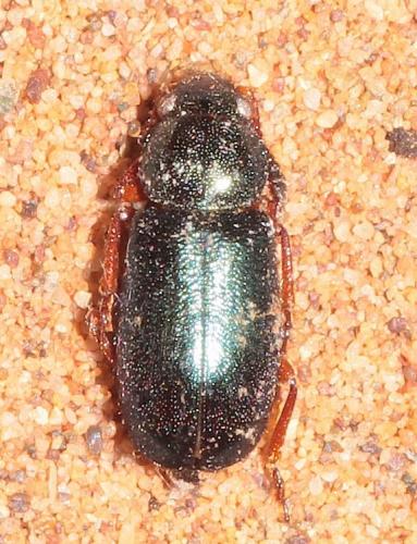 Necrobia rufipes